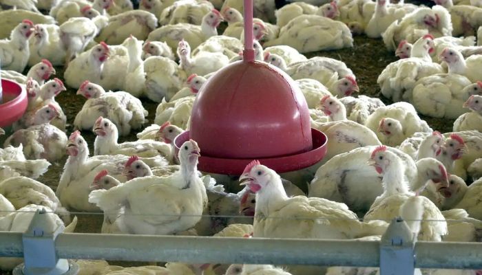  Agricultura confirma caso de gripe aviária em município do RS 